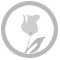 Sant Jordi